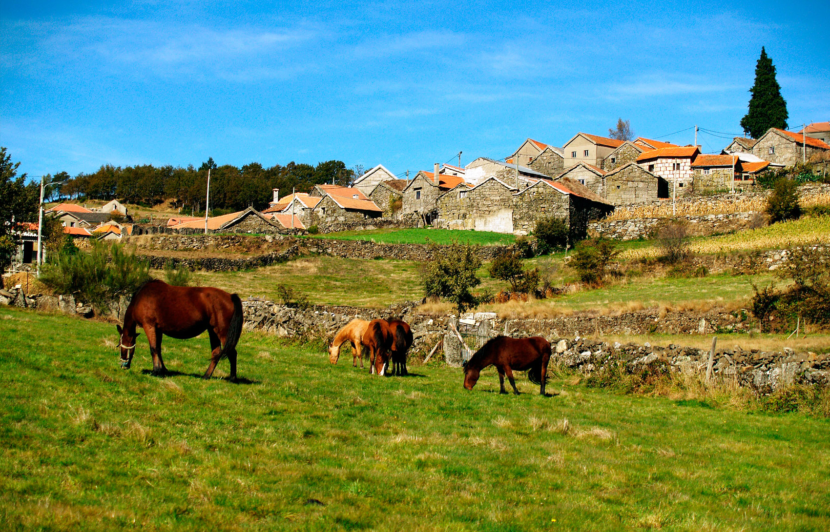 aldeia cavalos