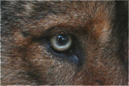 lobo no mundo 1