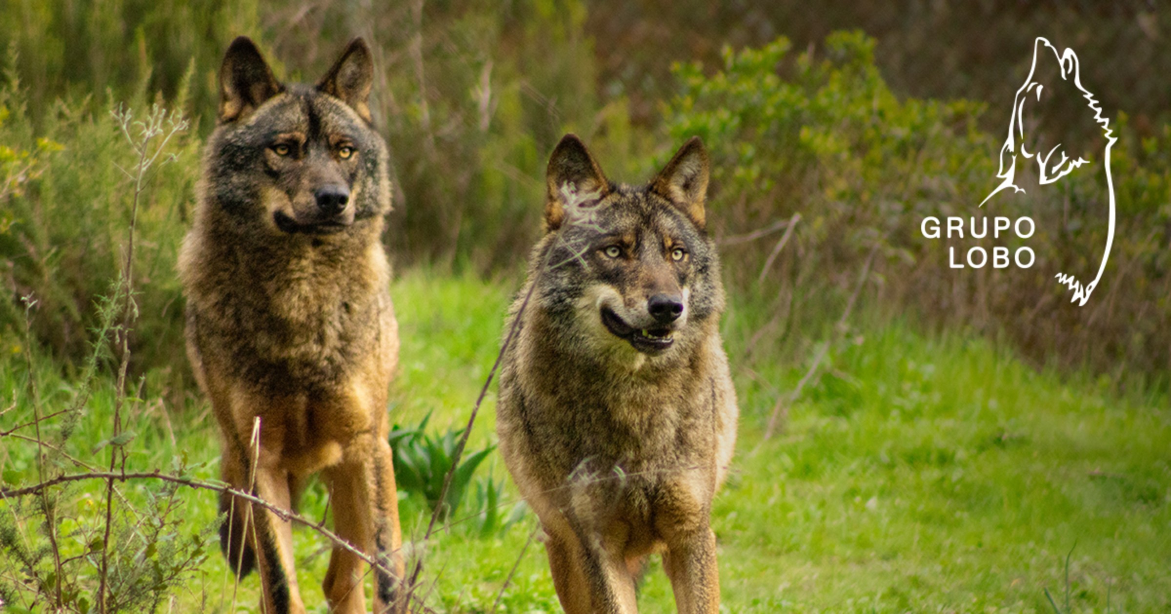 Grupo Lobo