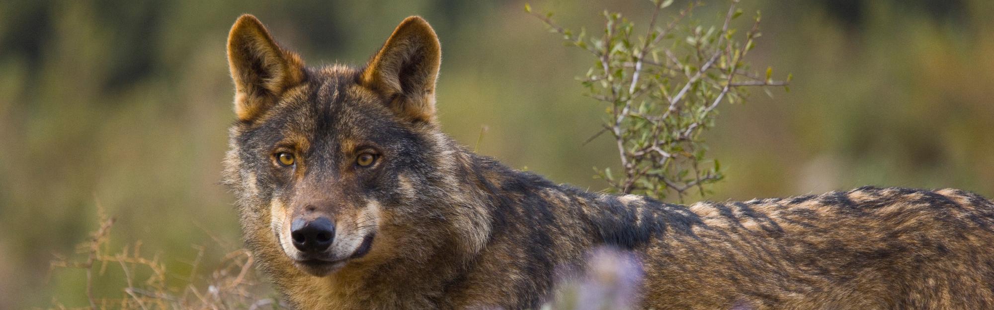 The Iberian Wolf