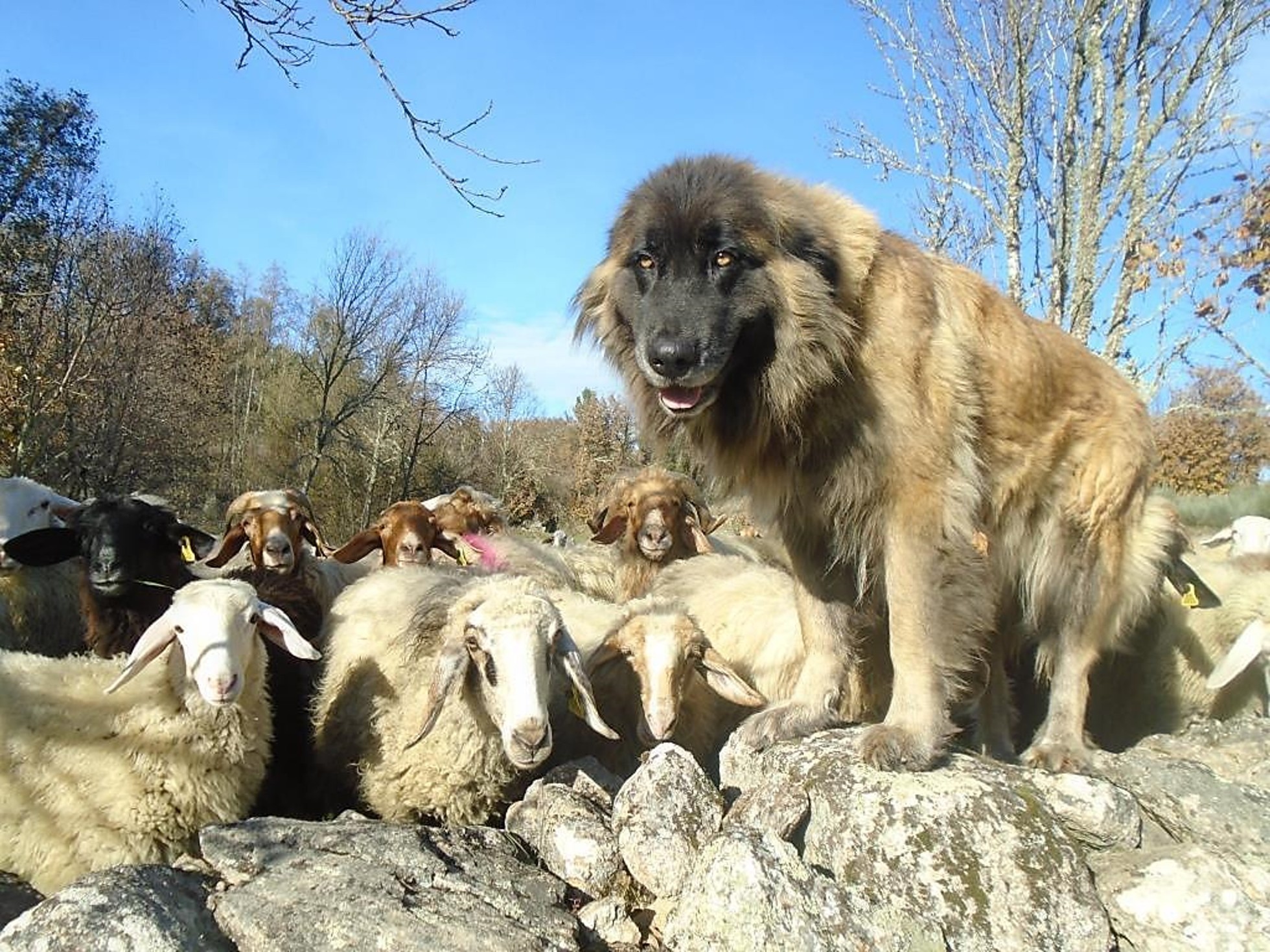 Cão de Gado