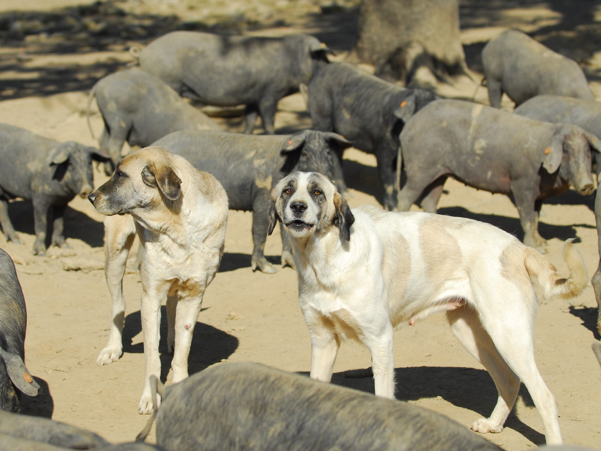 Seleção dos cães