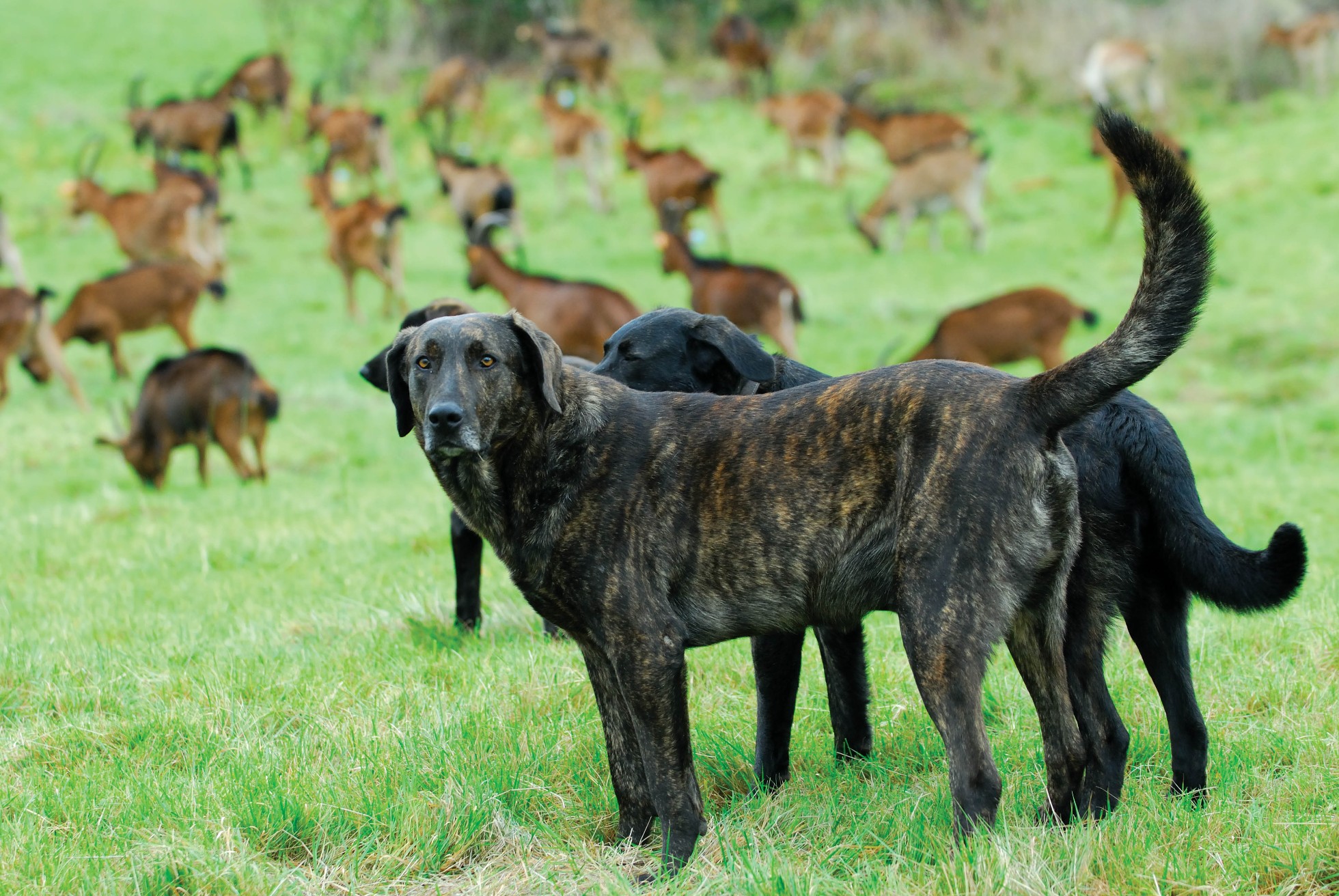 Seleção dos cães