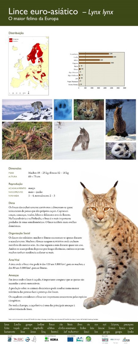 3. Lince euro-asiático