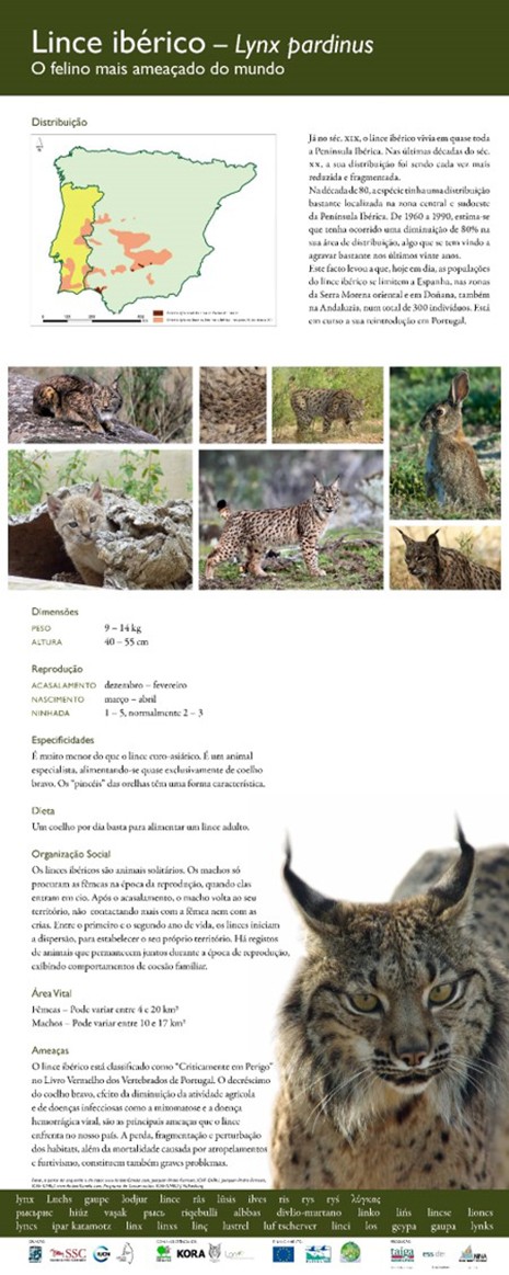 4. Lince-ibérico