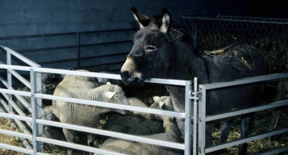 Burro de guarda
