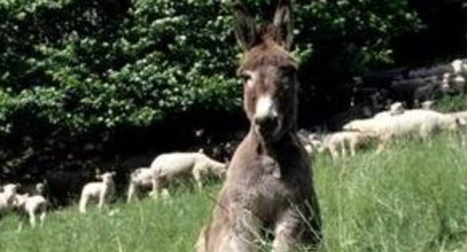 Burro de guarda