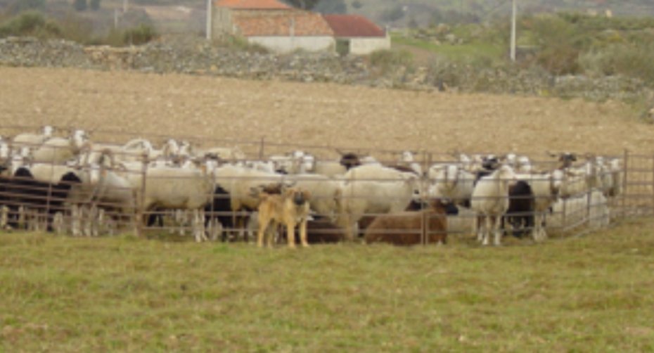 Curral em metal e cão de gado