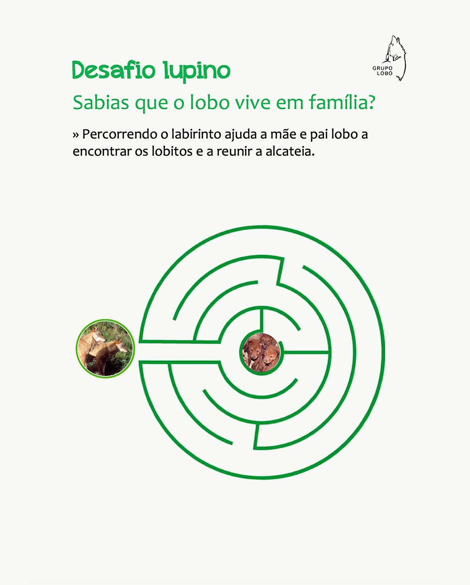 Desafio lupino - Sabias que o lobo vive em família?
