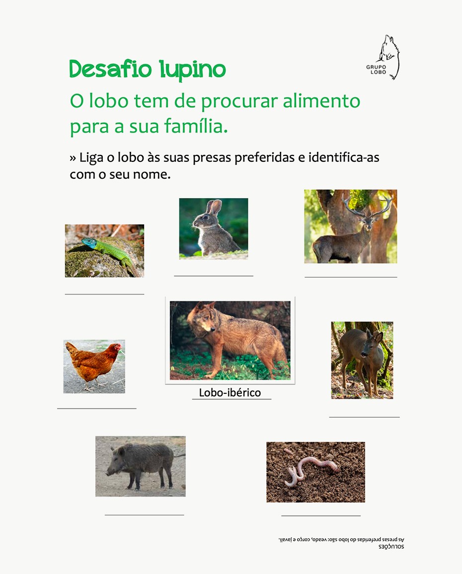 Desafio lupino - O lobo tem de procurar alimento para a sua família