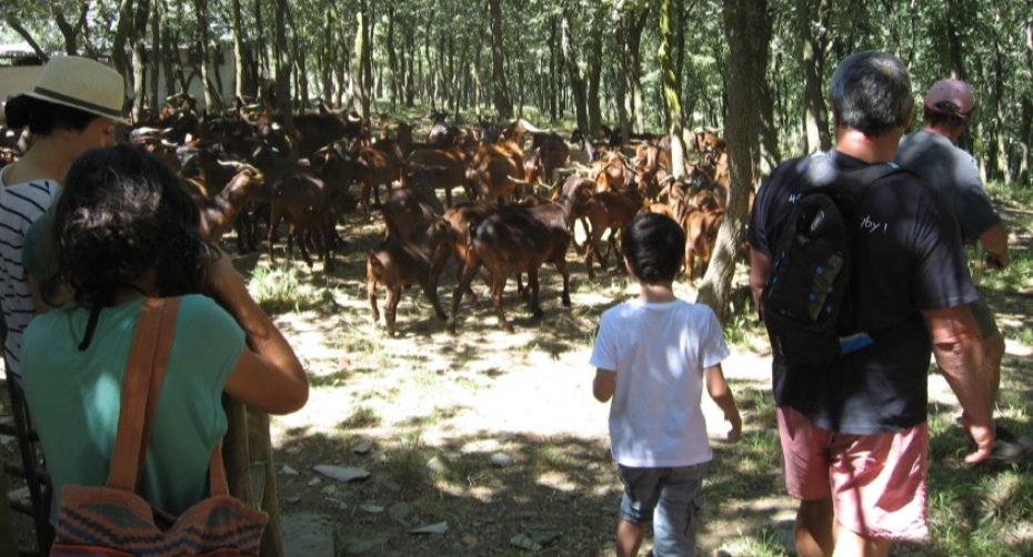 Ecoturismo