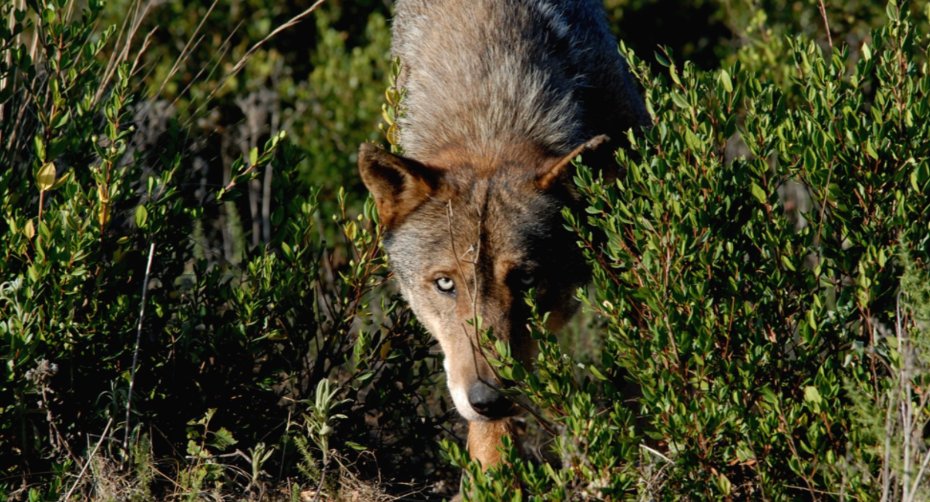 Olhar o Lobo e o Lince
