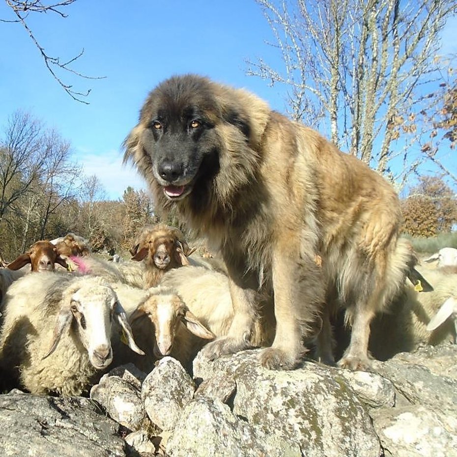 Breeds