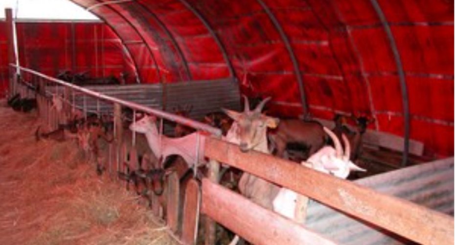 Túnel para gado