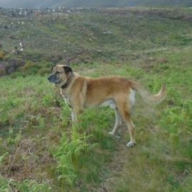 Cães com uma função importante, contribuem para a coexistência com o lobo e conservação da biodiversidade