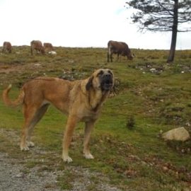 Cães de gado protegem os rebanhos e as manadas que pastam na serra
