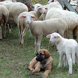 Integração do cão no gado