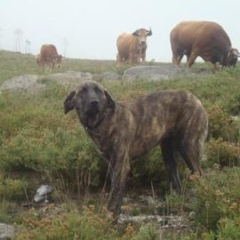 Como se comportar na presença destes cães