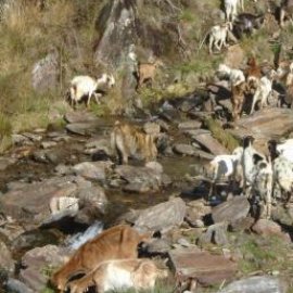 Compreender e respeitar o trabalho dos cães de gado