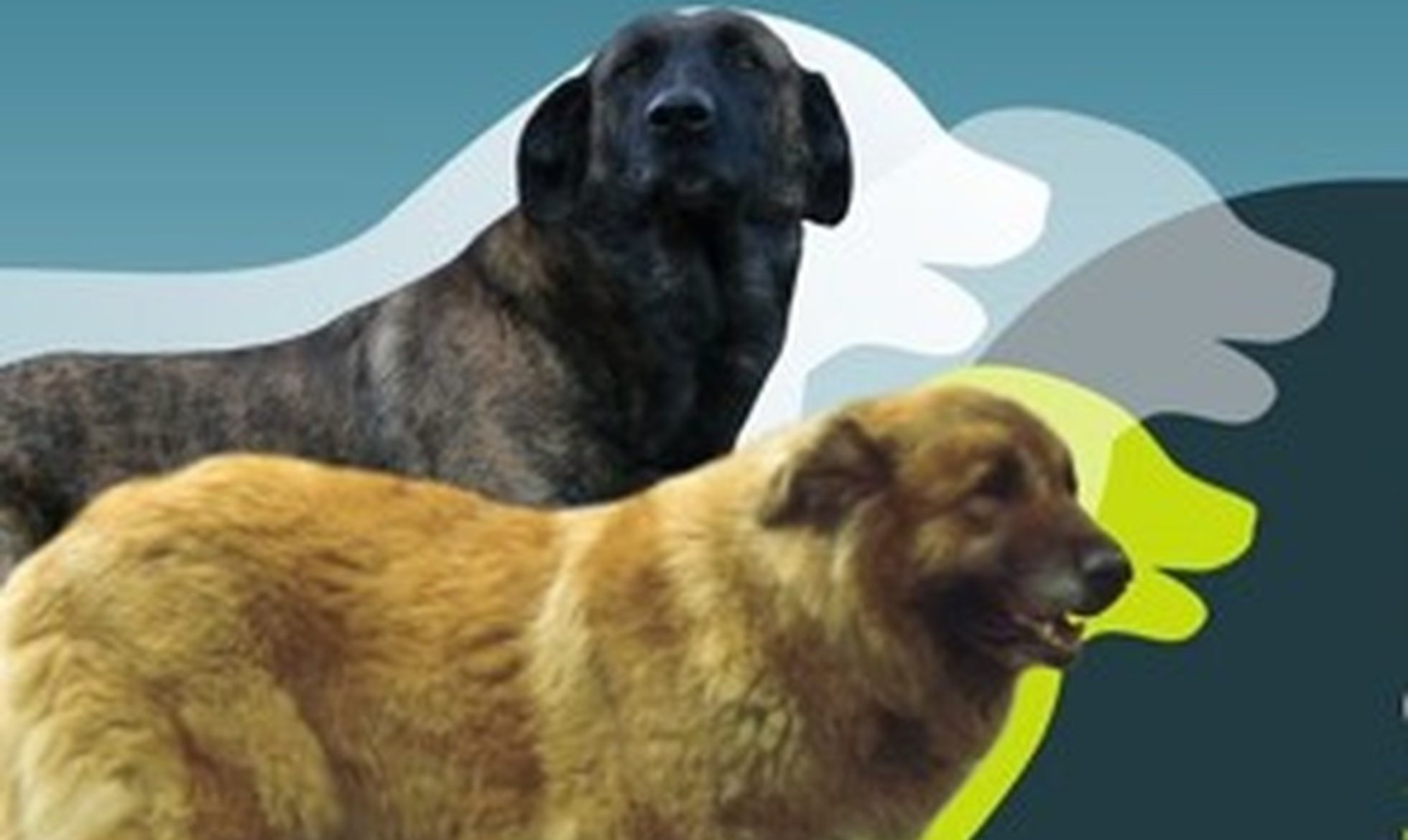 Apresentação do Programa Cão de Gado no Congresso do Cão da Serra da Estrela
