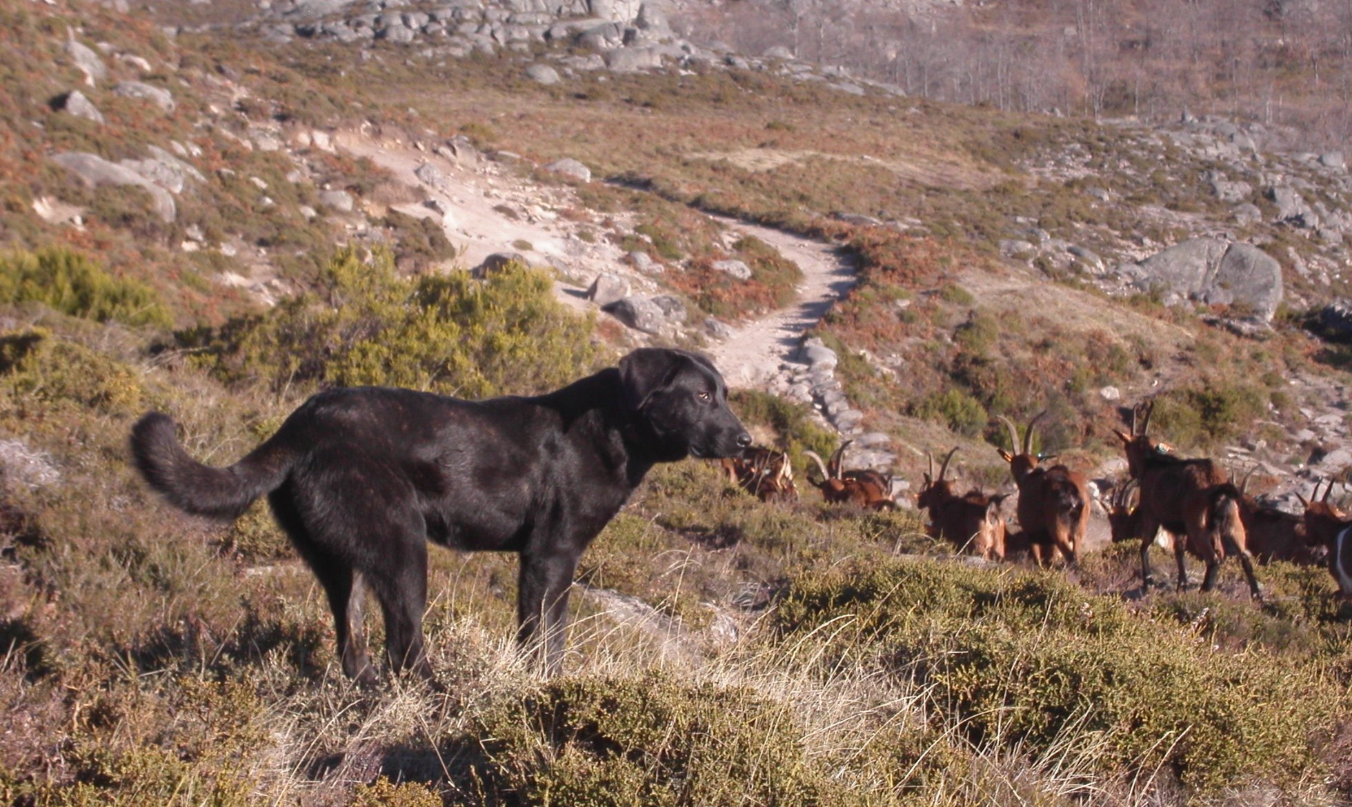 Cães de Gado em evidência na TV das Universidades