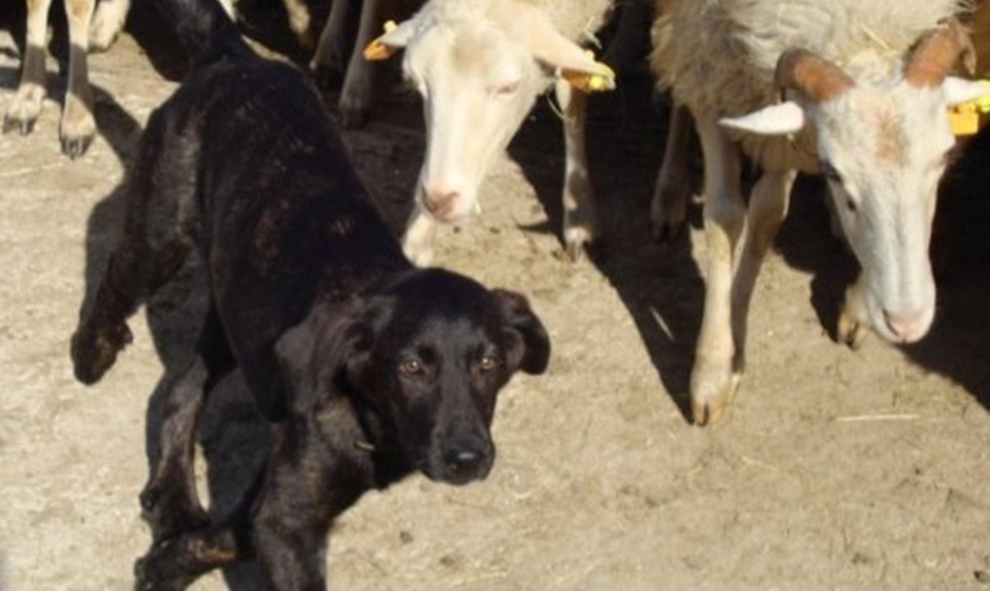 Programa Cão de Gado e Conservação do Lobo em foco na RTPN
