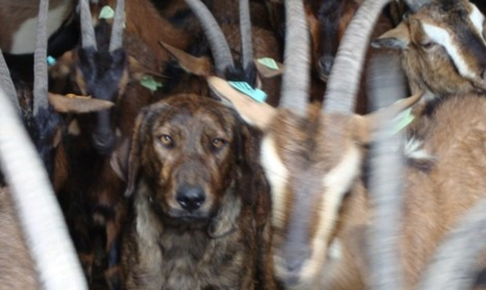 Passeio de Ecoturismo na Serra do Alvão dá a conhecer os Cães de Gado