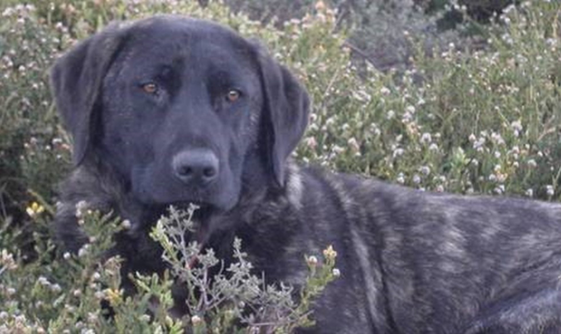 Participação na Especial do Cão de Castro Laboreiro