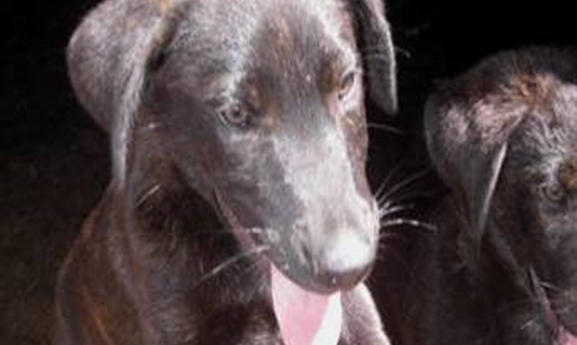 EAZA apoia Projeto dos Cães de Gado através da sua Campanha SOS Carnívoros
