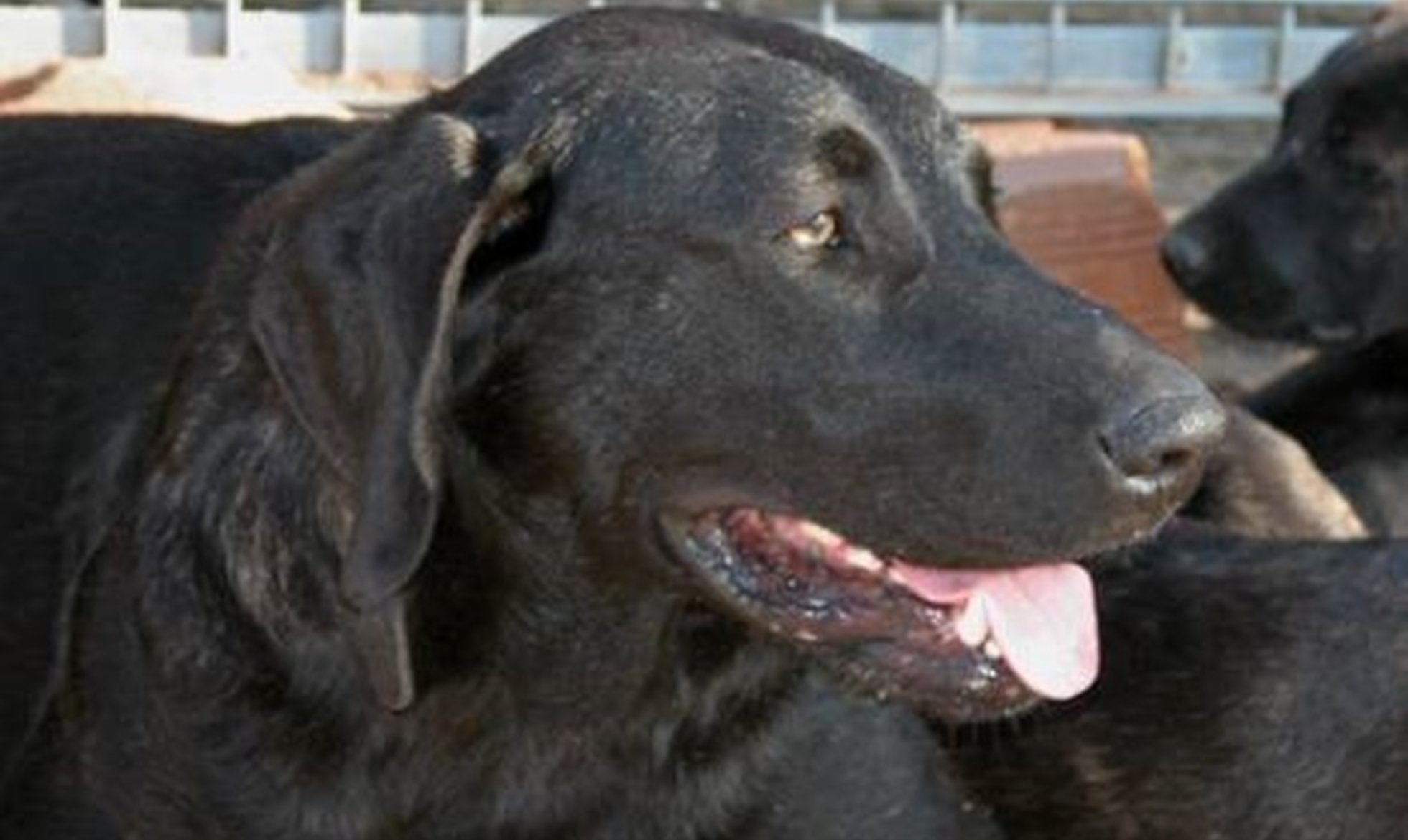 Participação na 19ª Monográfica do Cão de Castro Laboreiro