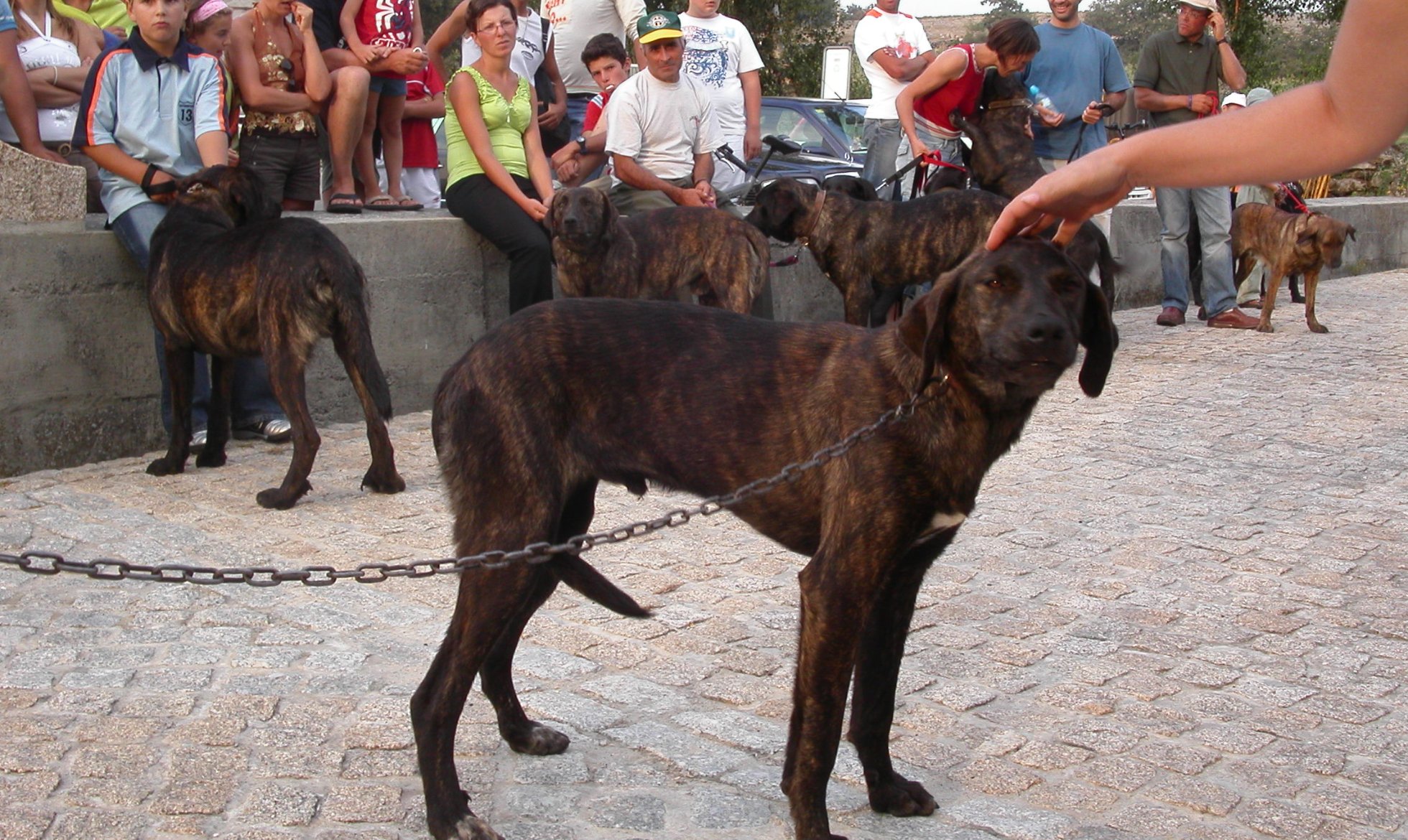Realização do 1º Encontro de Cães de Gado da Raça Cão de Castro Laboreiro