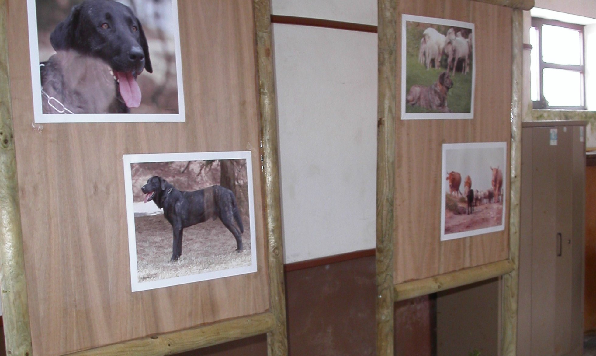 Exposição Fotográfica do Cão de Castro Laboreiro mostra a raça na sua função original